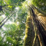 Recovering forests regain a quarter of carbon lost from deforestation