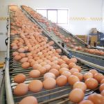 Organic coagulant helps reduce sludge for egg product supplier