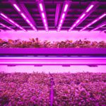 Comment: Technology will be crucial to the success of vertical farms