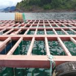Bio-based ropes claim eco-friendly aquaculture benefits
