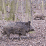 Wild boar liver can be used to map PFAS contamination