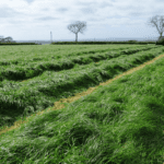 Easy-dose trace element tablet plus ‘best for British’ grass silage additive