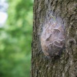 Public urged to keep watch for tree pest oak processionary moth