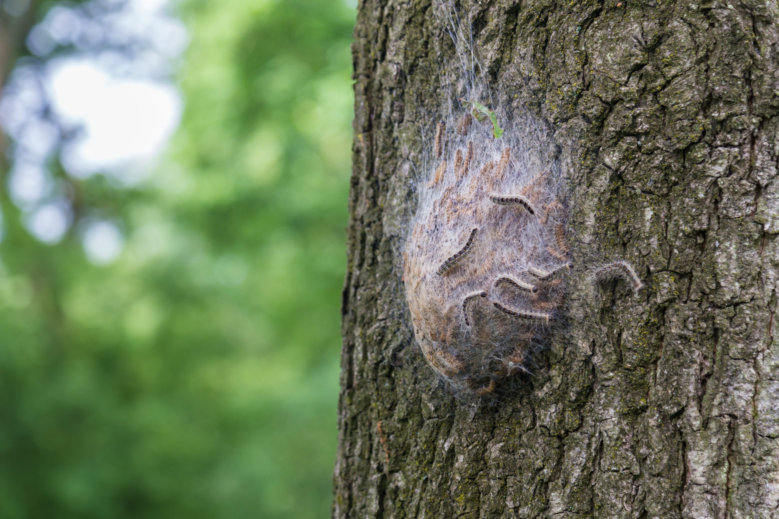 Procession caterpillar nest on the treen trunk of an oak tree