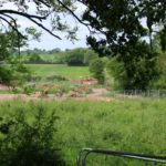 £3.25 million available for the creation and restoration of woodlands along the HS2 Phase One route