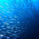 Marine fish are responding to climate change by relocating towards the poles