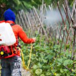 Study promising for SERS detection of pesticides at low concentrations