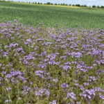 Technology monitors biodiversity remotely on farmland