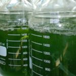 Lab-grown algae feeds opportunity for sustainable ingredients