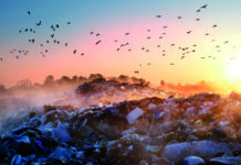 Mercurial matter: Puzzling out PFAS removal in landfill