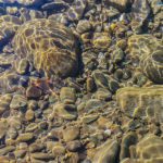 Bee killing pesticides polluting the vast majority of English rivers