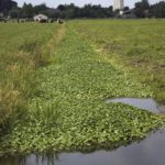 Report profiles “the next alien invaders to threaten nature and economies in Scotland”