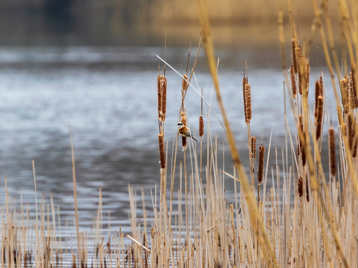 wetland-and-reeds
