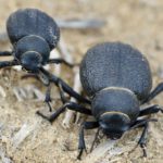 Harvesting water from the air: Finding inspiration from beetles and spiders