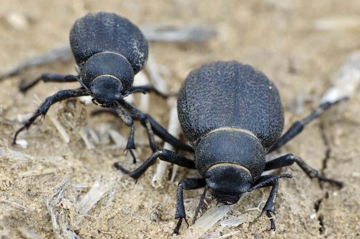 Namib-beetles