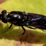 Transforming flies into degradable plastics