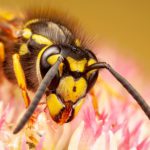 Citizen scientists reveal how the common wasp spreads across UK