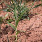 Is it time to start engineering plants?