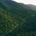 Replanting logged forests with diverse mixtures of seedlings accelerates restoration, says study