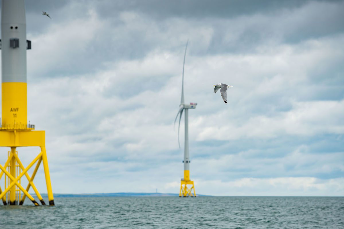 Gabbiano tridattilo in volo al parco eolico offshore di Aberdeen