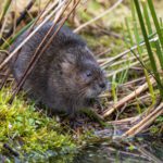Six river projects included in £14.5 million species recovery grant scheme