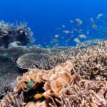 Lack of evidence hampers progress on corporate-led ecosystem restoration