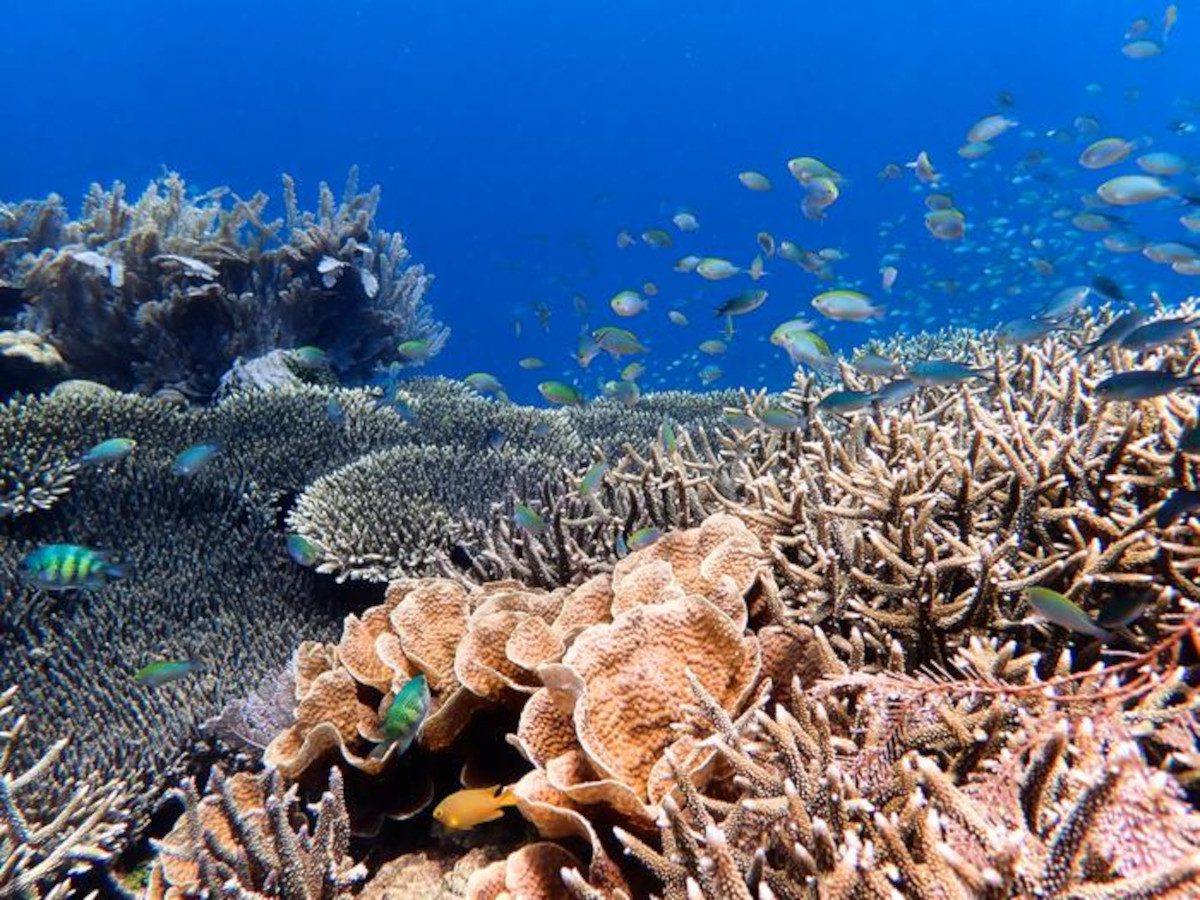 barriera corallina-in-Indonesia