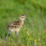 Nature charities publish market principles in bid to combat greenwashing