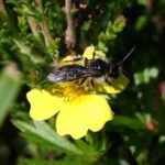 New AI algorithm will hopefully save ‘hopping’ bee from extinction