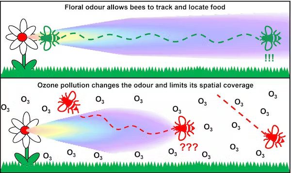 Ozone-makes-it-difficult-for-insects-to-sniff-out-flowers