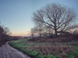 Government announces strengthened Environmental Improvement Plan