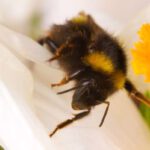 Fluorescent approach aims to combat honey fraud