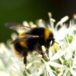 ‘Some insects are declining but what’s happening to the other 99%?’