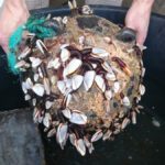 Scientists caution against a reliance on mechanical devices to clear water bodies of plastic