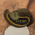 Rare leech recorded in Dumfries and Galloway