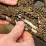 Aquaculture system turns waste wood into nutritious seafood