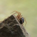 Review finds half of Britain’s “crown jewels of nature” at risk of extinction