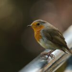 New report highlights role of ecoacoustics in monitoring wildlife