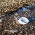 Accounting for plastic persistence can minimize environmental impacts