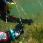 Survey reveals 185 hectares of newly discovered seagrass beds across the UK