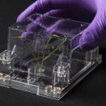 EcoFABs could lead to better bioenergy crops, say researchers