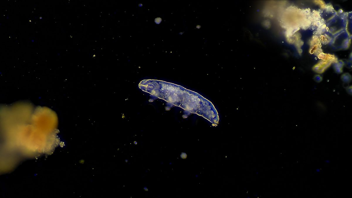 tardigrade-microscope-image