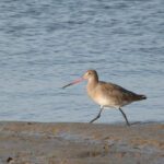 Carbon credits would enable restoration of UK saltmarshes, says CEH study
