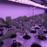 Blenheim Estate project aims to boost reforestation effectiveness