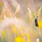 Parliamentary recognition of the importance and decline of invertebrates