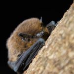Island bats are valuable allies for farmers