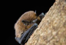Island bats are valuable allies for farmers