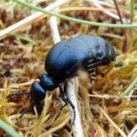 Conservation charity launches Scottish Oil Beetle Hunt for 2024