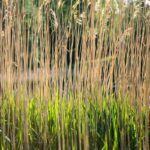 Nature coalition calls on government to restore river corridors