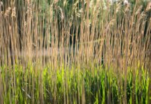 Switch to green wastewater infrastructure could reduce emissions and provide huge savings